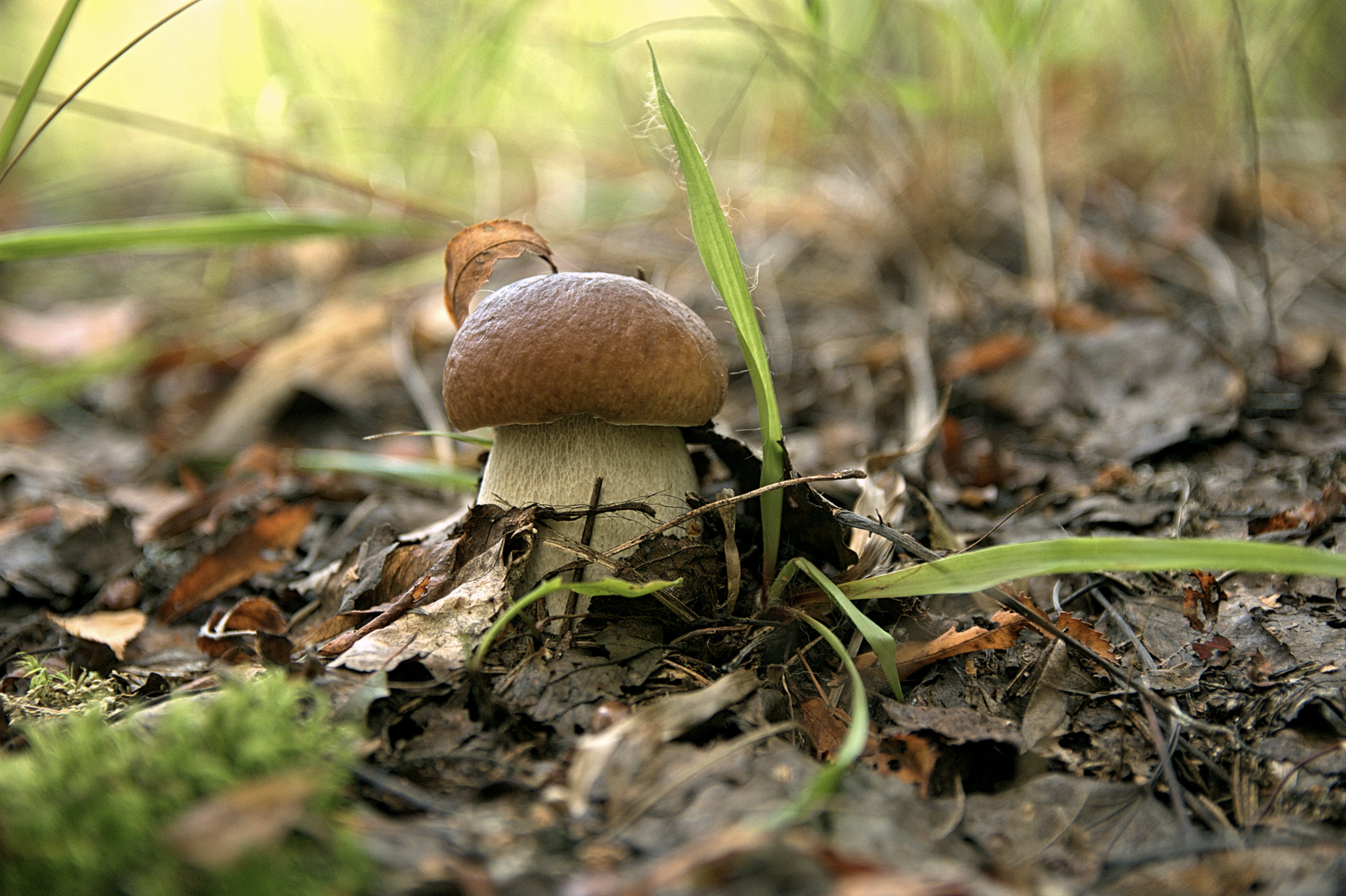 I primi funghi della stagione